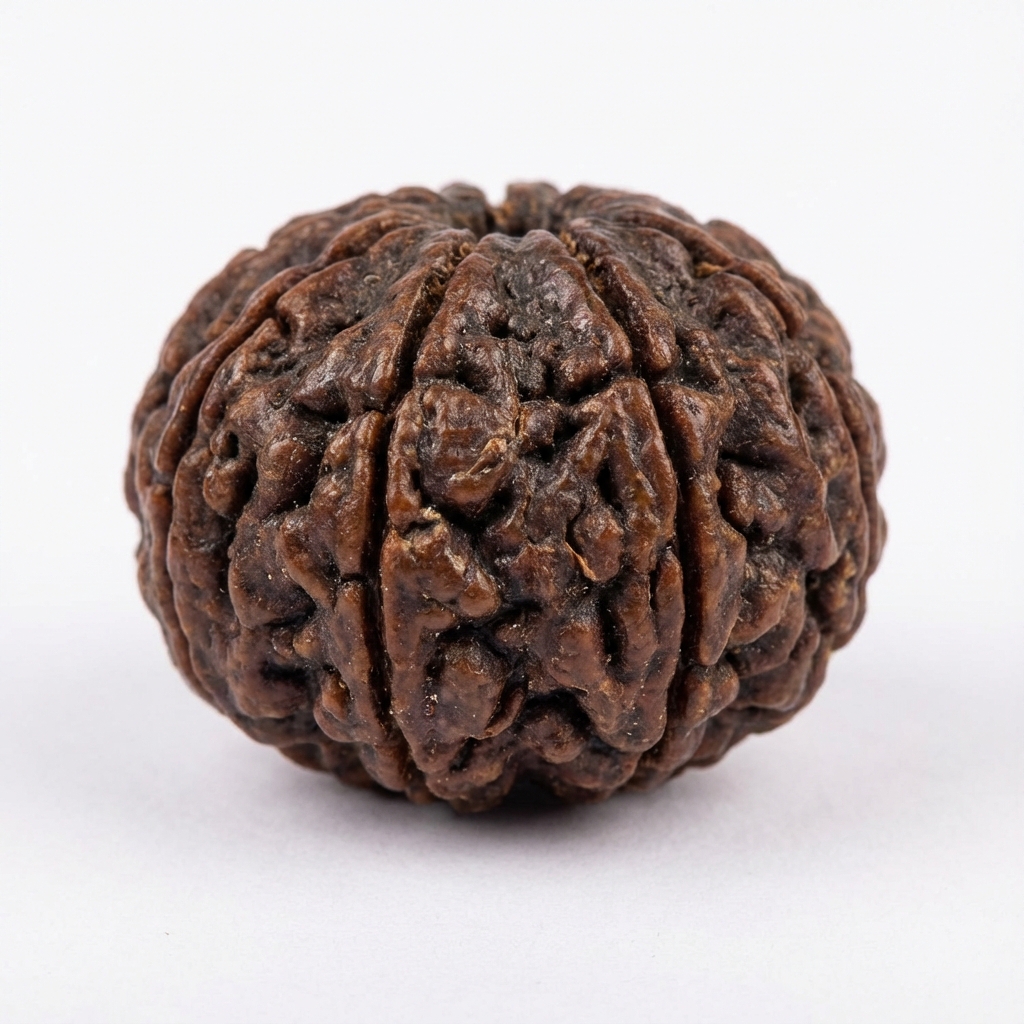 10 Mukhi Rudraksh