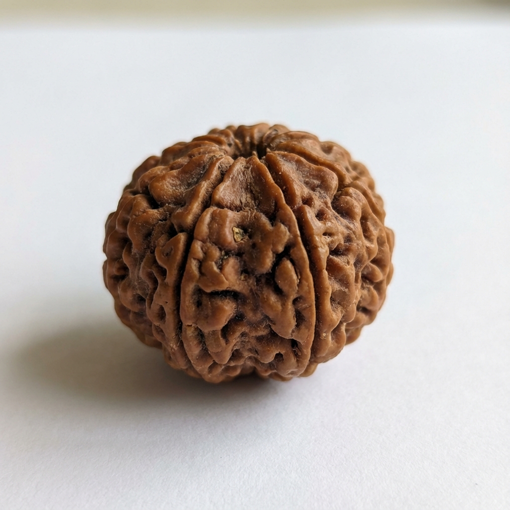 11 Mukhi Rudraksh