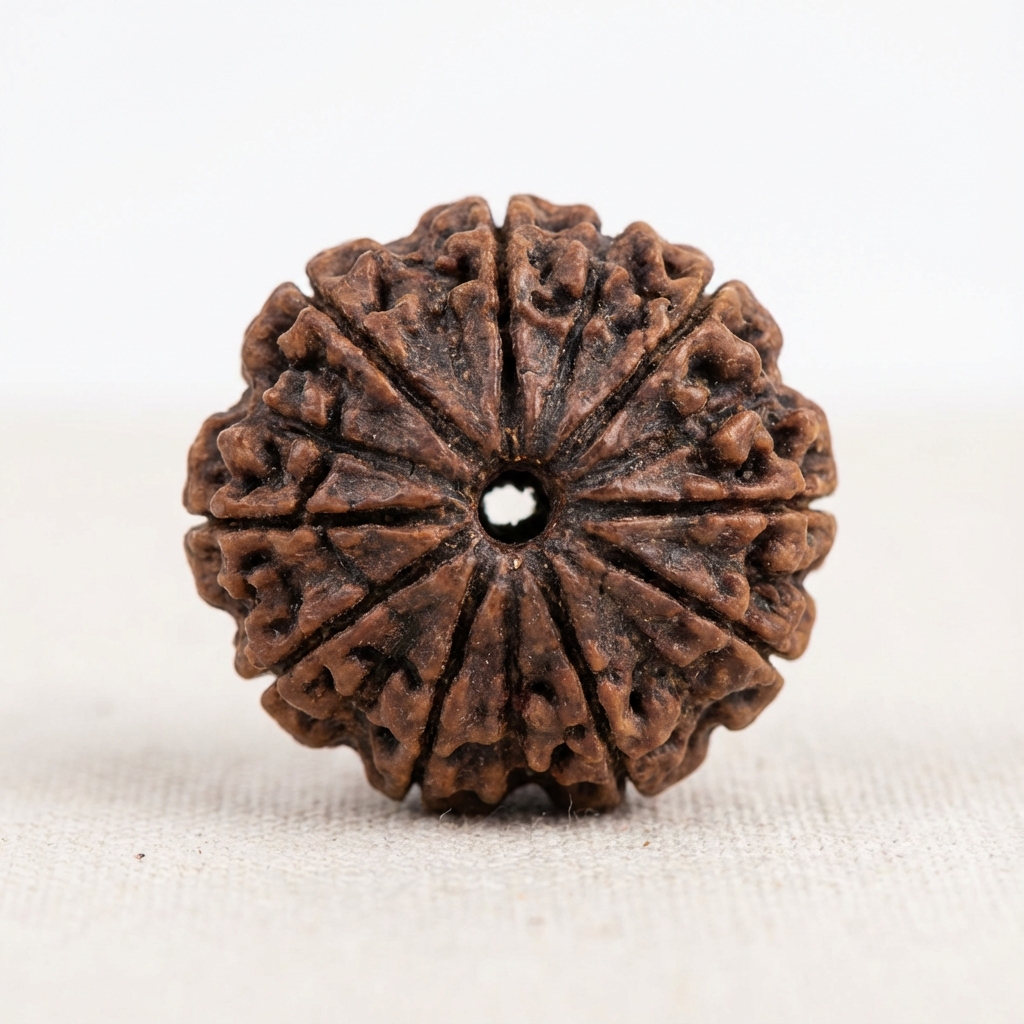 16 Mukhi Rudraksh