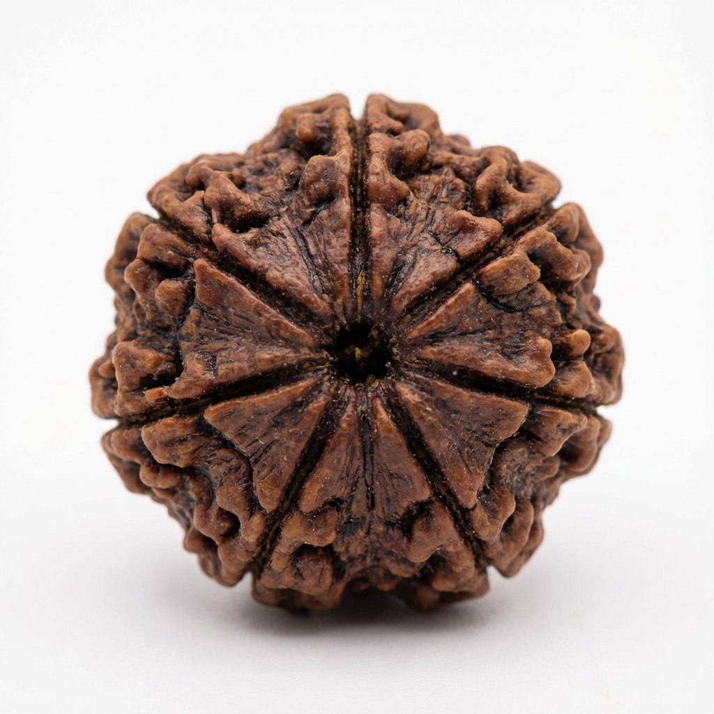 7 Mukhi Rudraksh